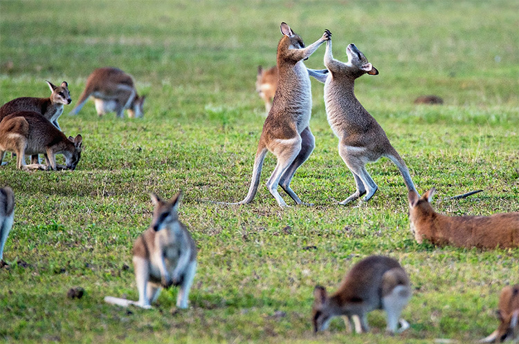 multiple Kangaroo on a green field