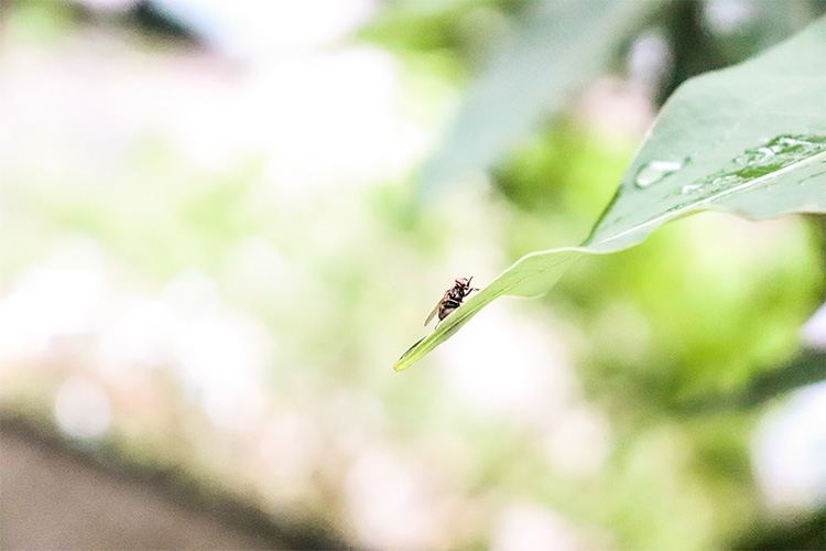 Fly sitting on a plant