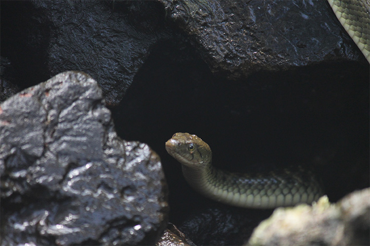 hoop snake in between rocks