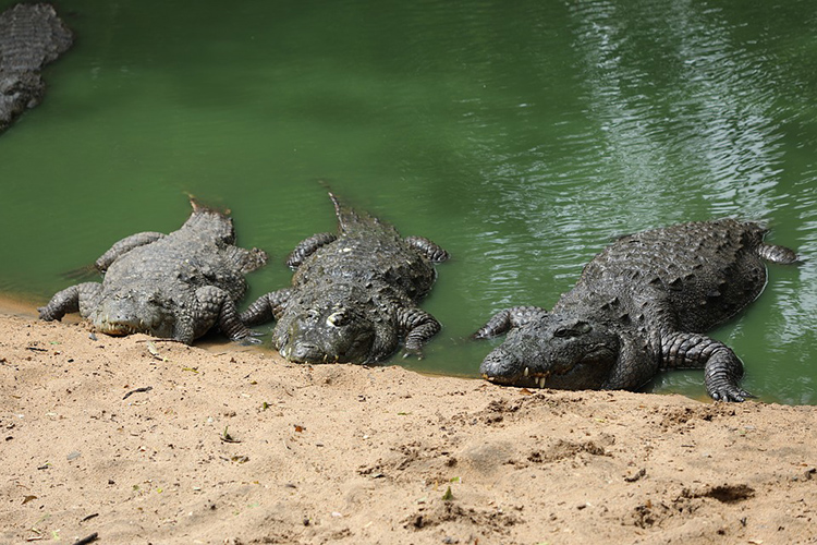 3 crocodiles in green river