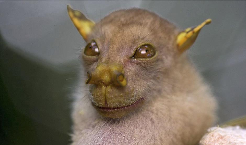 The Yoda Bat
