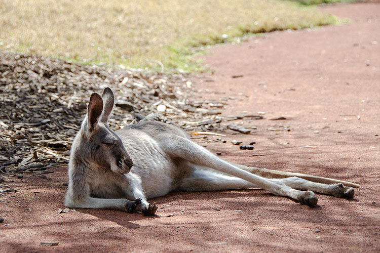 Kangaroo relaxing on a muddy road