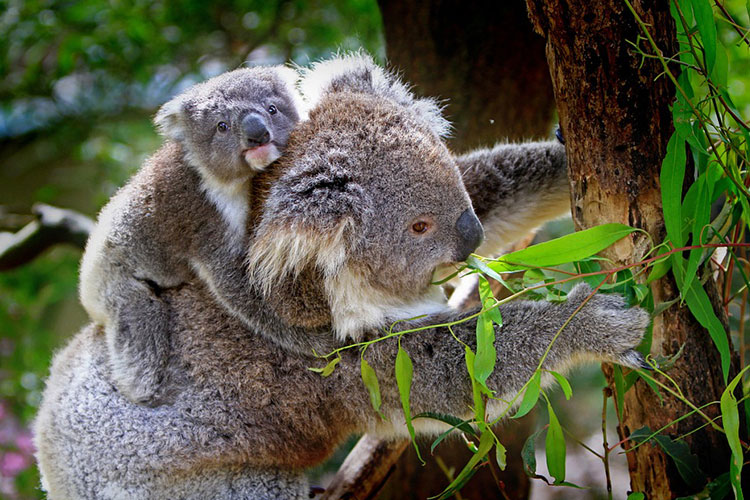 Koala with its kid eating green leaves