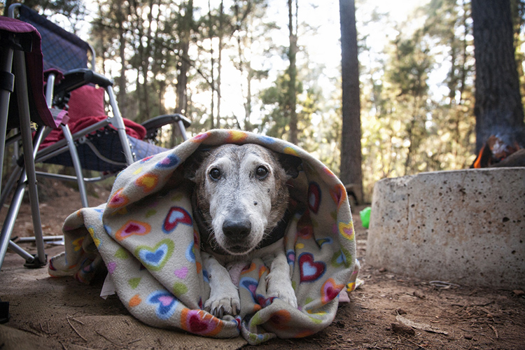 An old dog lying rugged up in front of the camp fire. Dwellingup Western Australia