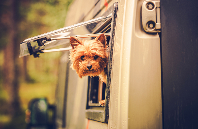 RV Travel with Dog. Motorhome Traveling with Pet. Middle Age Australian Silky Terrier in Motorcoach Window Looking Around.