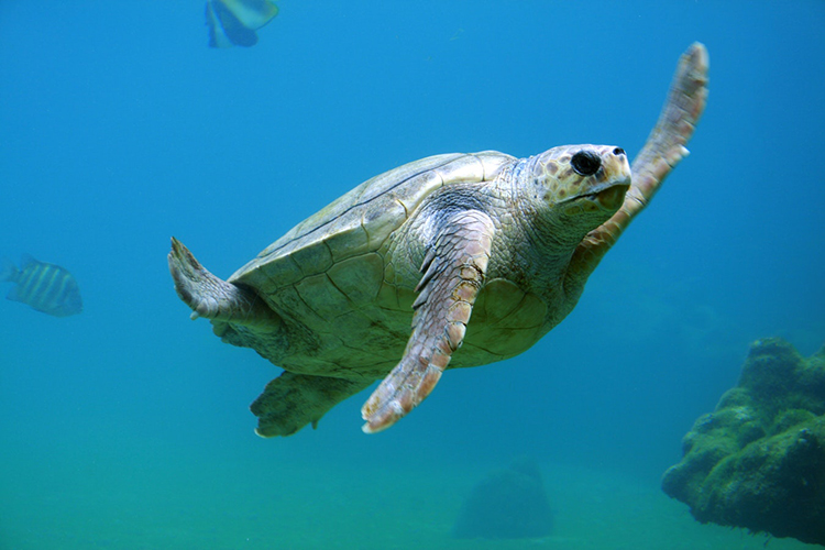 Tortoise swimming in blue sea