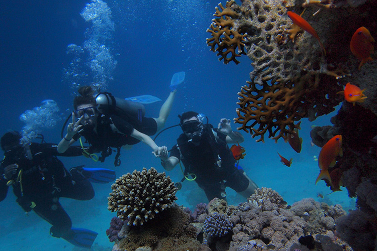 Two guys watching coral reefs under water